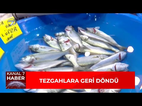 15 Yıl Aradan Sonra Tezgahlarda Lüfer Bolluğu Yaşanıyor