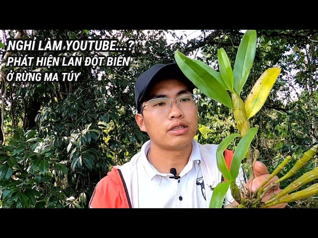 Nghỉ làm Youtube...Phát hiện lan đột Biến ở Rừng Ma Túy | HOA NẮNG VÙNG CAO.