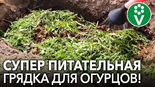 ОГРОМНЫЙ УРОЖАЙ ОГУРЦОВ при посадке на ОГУРЕЧНУЮ ГРЯДКУ. Самая подробная инструкция