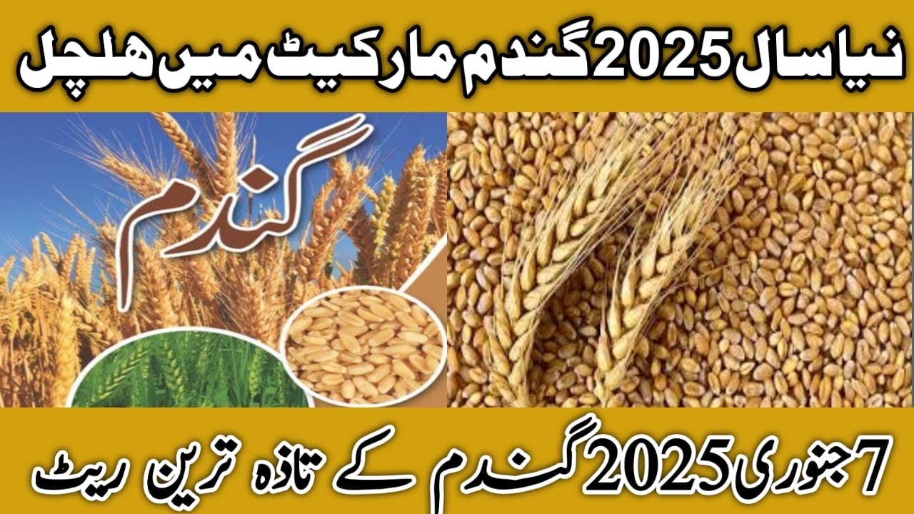 Today Wheat price in pakistan ||گندم کا ریٹ 2025||Galla mandi rate ...