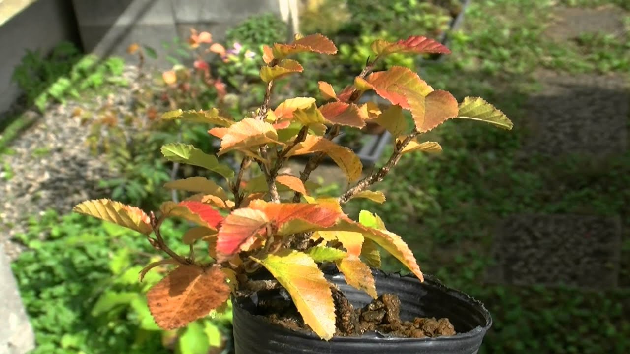 イワシデ盆栽-Q1（岩四手 盆栽）Carpinus turczaninovii Hance bonsai