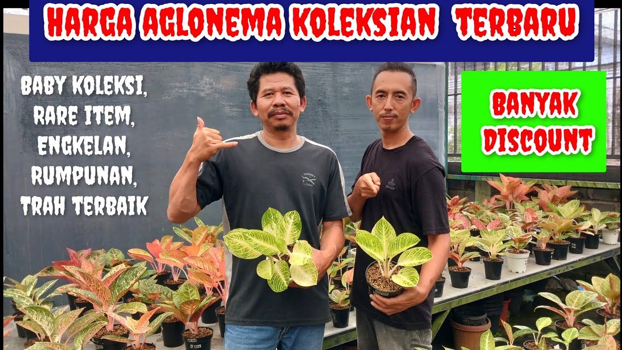 Harga aglonema terbaru, banyak potongan| harga aglaonema koleksian best seller|
