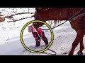 This Tiny Girl Dropped The Reins While Leading A Horse, But The Mare’s Reaction Has Melted Hearts