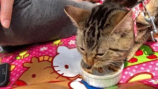 ピクニック中にお腹が空きすぎて早送りしてるかのような食べっぷりを見せる猫ｗ