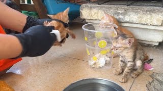 Cleaning them🐈‍⬛🐈‍⬛🐈🐈🐈#adorable #lovely #poor #pity