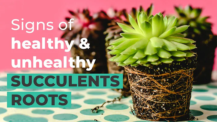 SIGNS OF HEALTHY & UNHEALTHY SUCCULENT ROOTS