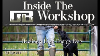 Heel Training a High Energy Dog | S3 Ep: #11