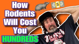 The Truth Behind Rodents Costing You 100’s of Dollars 💸