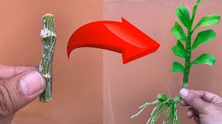 видео: Мало кто знает, как очень быстро размножить орхидеи. картинка: Мало кто знает, как очень быстро размножить орхидеи.