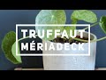 TRUFFAUT MÉRIADECK PILEA MOJITO, SUGAR, WHITE SPLASH 😍♥️