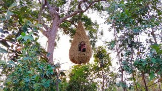 Building the beautiful big bird nest house on the tree