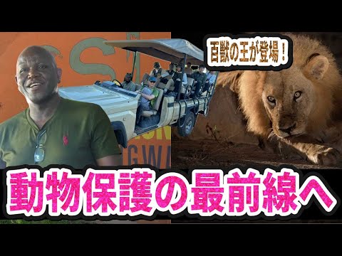 百獣の王に遭遇！？動物保護の最前線にも潜入！in Zambia - YouTube