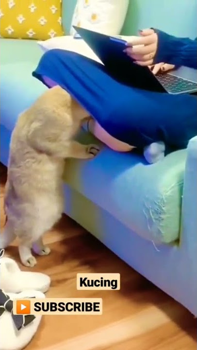 Kucing lucu masuk zona terlarang daster wanita lagi duduk di sofa #shorts