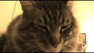Gato recordando