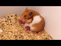 Adorable Hamsters Just Giving A Birth To Babies Hamster How Cute They Are