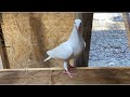 White racing homersracing pigeons first morning release