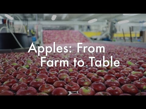 farm to table pantip  2022  Apples: From Farm to Table