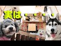 【ルームツアー】ずっと黙っていたことがあります・・・ハスキー犬とトイプードル スコティッシュフォールド子猫