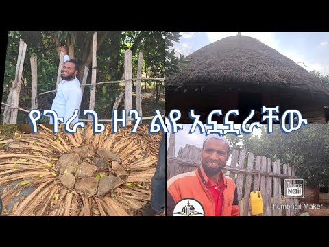 ቪዲዮ: ያልቦካ የጎጆ ቤት አይብ እንዴት ማብሰል