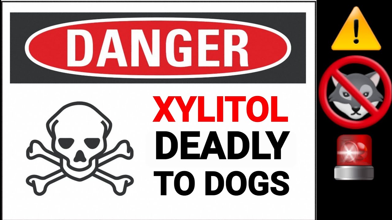 WARNING Xylitol DEADLY to Dogs!! YouTube