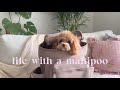 Life with a Maltipoo 🐶🤎 Weekend at Home, Amazon packages📦: new pet carrier bag 🤎