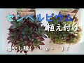 【多肉植物】センペルビウム増やし隊(｀・ω・´)ゞ