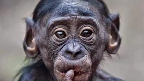 Qual bicho jogar quando sonha com macaco?