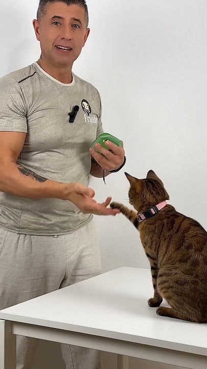 😽5 TRUCOS SIMPLES para tu GATO #mascotas #talento #gatos #adiestramiento #truco #gatito #catlover