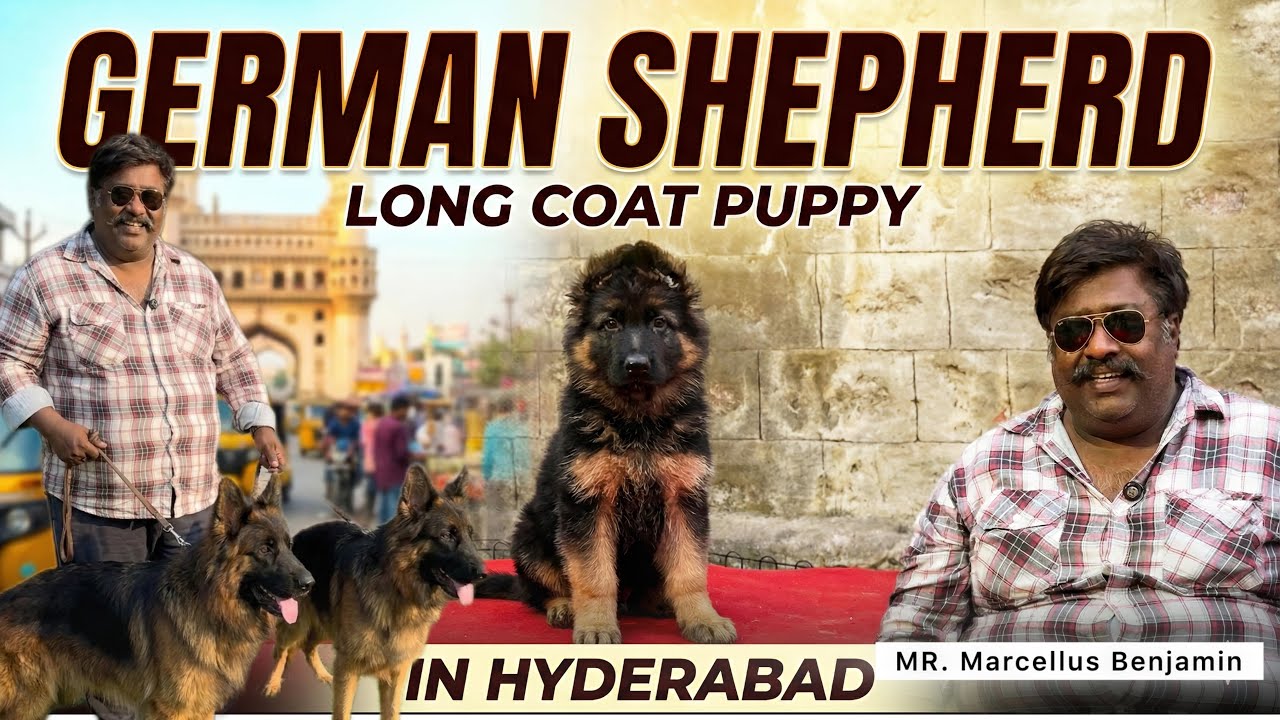 Long Coat German Shepherd Breeder || Best Breeder In Hyderabad || GSD Puppy 