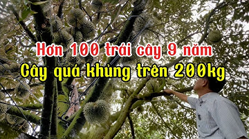 Vườn thái 9 năm để hơn 100 trái dàn cây qua khủng trung bình 200kg