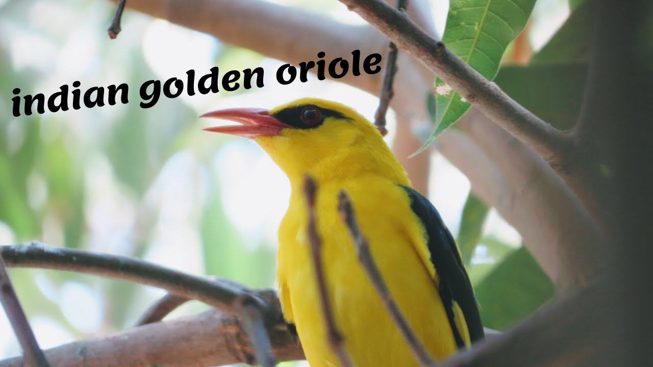indian golden oriole sound 