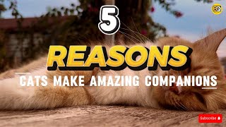5 Raisons Pour Lesquelles Les Chats Sont Des Compagnons Exceptionnels