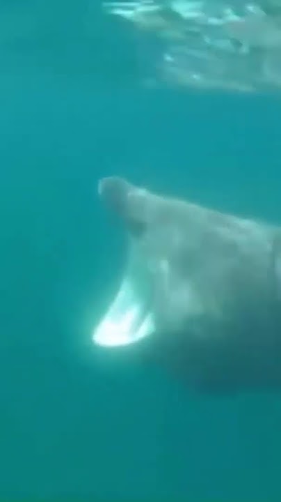 Basking Shark I have no teeth - YouTube