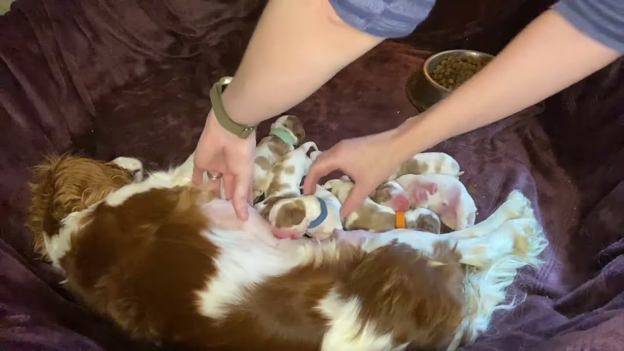 Newborn Cavalier Puppies Live: Remy’s first litter
