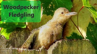 Red Bellied Woodpecker Fledgling