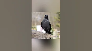 هل الغراب يعتبر سيء ونحس ومضر للانسان 