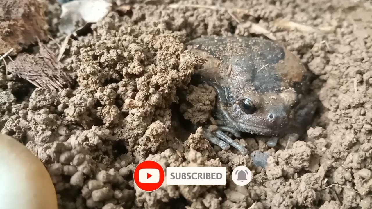 How to find Bullfrog in countryside 