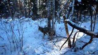 Охота на волка капканом (Wolf hunting trap)
