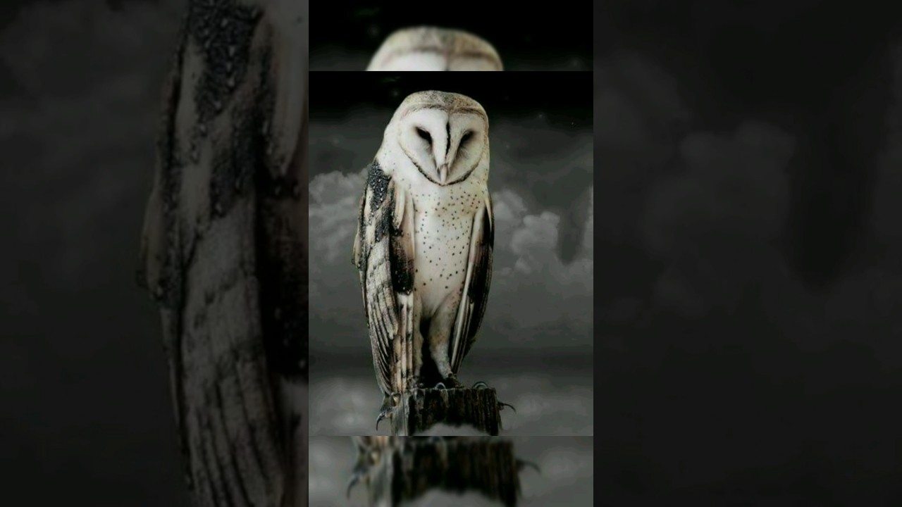 2023Owl 🦉And 5000Bce Owl 🦉😱|| Mythical Biology69 ||  