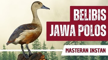 Masteran Belibis Jawa Jeda 10 Menit Ampuh