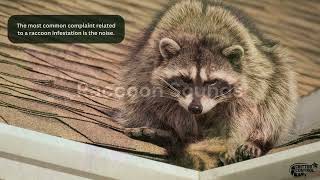 Identifying Raccoons Sounds and Noises - Signs of Raccoons in the Attic