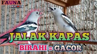 CARA CEPAT KEJAR BIRAHI BURUNG JALAK KAPAS