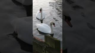 swans are back to win back there pond 13.3.25