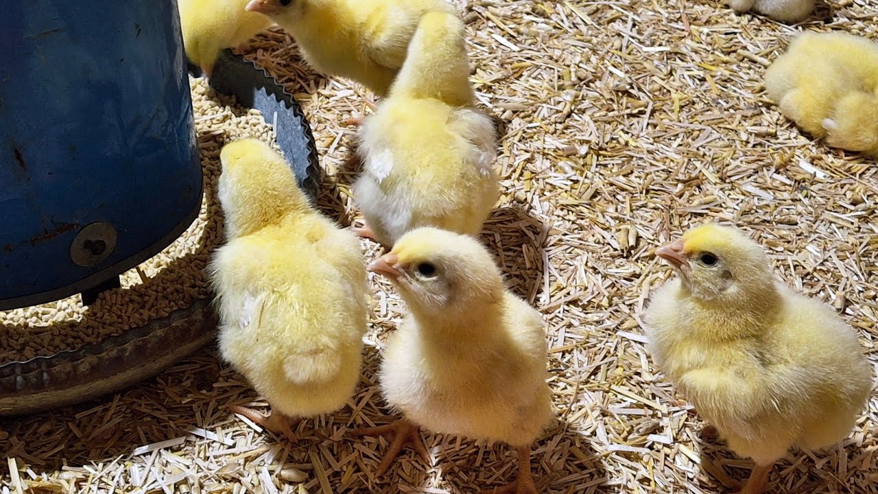 تانى يوم لدورة الفراخ التسمين🐥 وازاى اتصرفت علشان ادفيهم فى التلج ده 