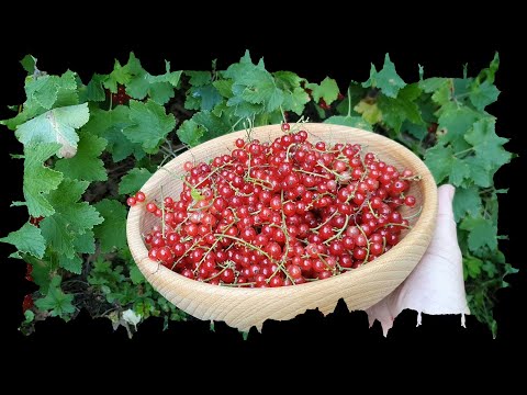 Video: Sběr čaje z listů maliníku: Tipy na sklizeň listů červených malin