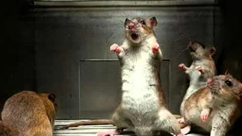 O que podemos concluir com a moral da história a reunião geral dos ratos?