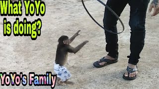 Baby Monkey| Monkey Yoyo playing with Family |Family yoyo's|