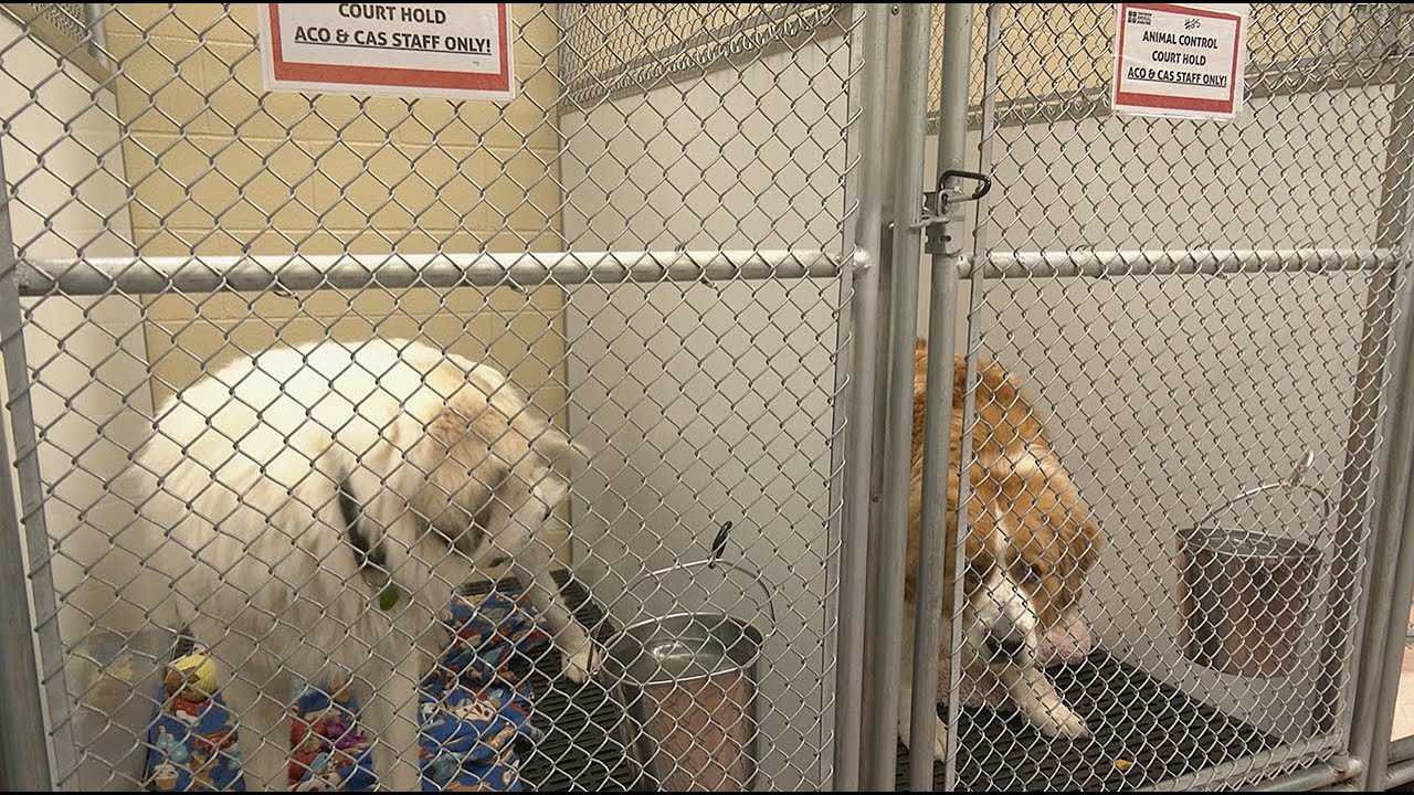 Rescued pets thriving; shelter urges careful adoption practices