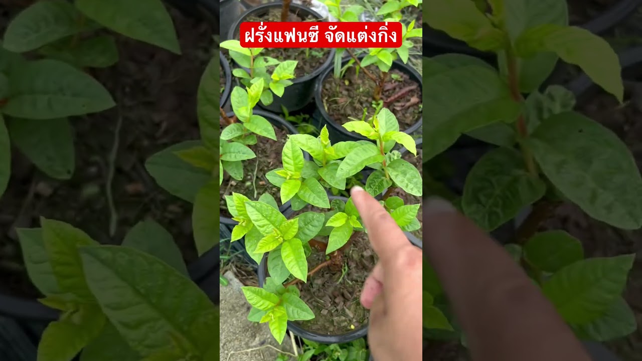#ฝรั่งแฟนซี จัดแต่งกิ่ง