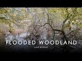 Flooded Woodland Landscape Photography